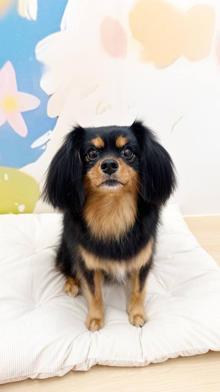 A freshly groomed dog at The Snoopy Spot