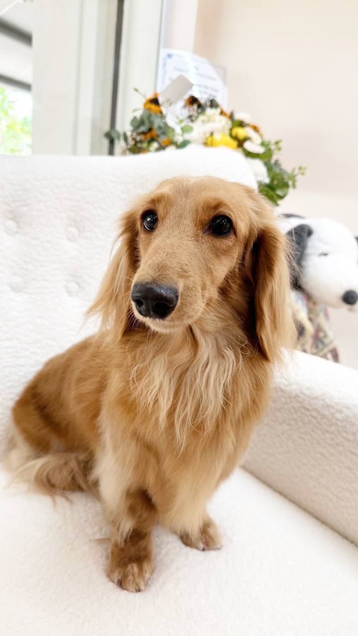 A freshly groomed dog at The Snoopy Spot
