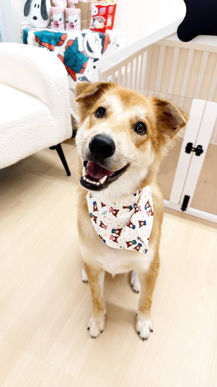 A freshly groomed dog at The Snoopy Spot